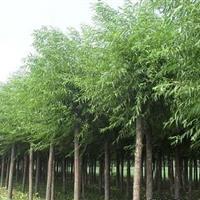 供應優質垂柳，米徑12公分，菏澤產地直供，助力綠色生態建設