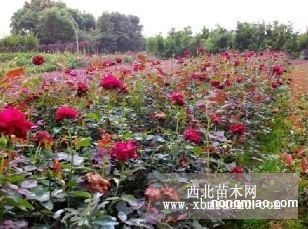探尋湖南綠化之源 地被小苗、灌木小苗與柏加苗木基地揭秘