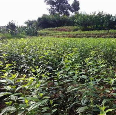 渝逸苗木種植場 高品質杜仲苗，助力中藥材綠色產業