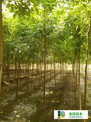 河北保定博野金澤綠化苗木基地 遼寧、山西、山東白蠟苗木的種植與供應優勢