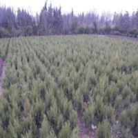 蜀檜與月季的綠意協奏 宿遷苗木基地的種植篇章