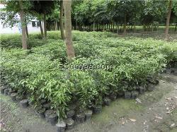 金絲楠綠化工程苗木的種植技術與管理要點