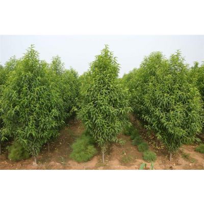 綠色引領·產業興旺 泰安市首威苗木專業合作社的苗木種植發展之路