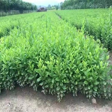 開原市東北苗木種植專業合作社 根植沃土，綠滿關東