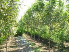 精品楸樹供應，國新苗木助力綠色中原——河南省太康縣國新苗木種植專業合作社苗木種植紀實